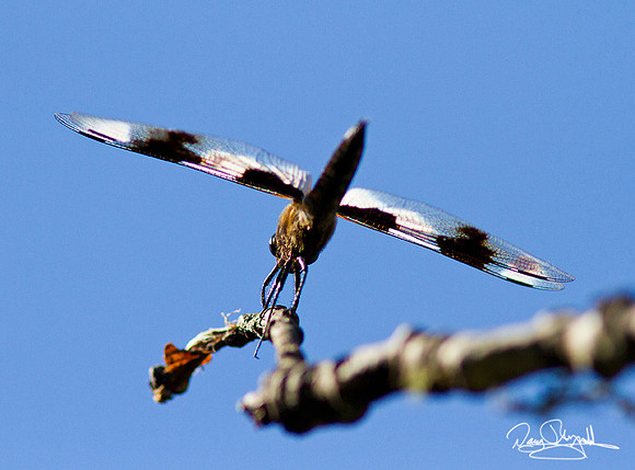 Dragon Fly
