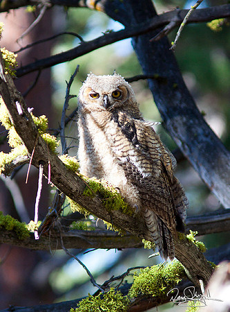 Young Grear Horned Owl