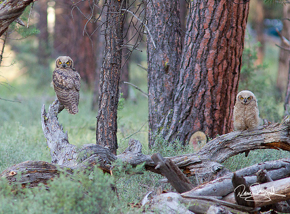 2 Owls