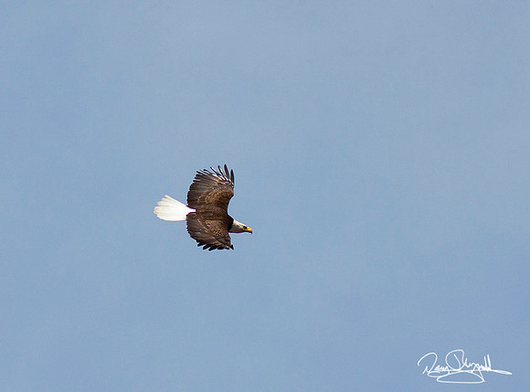 Bald Egale flying