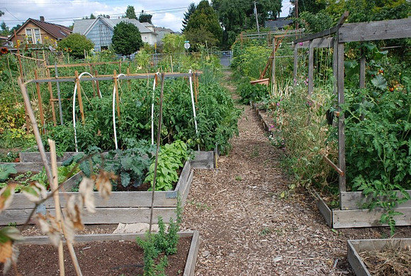Summers Park Community Garden