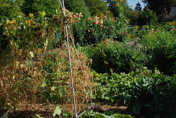 Kennedy community gardens