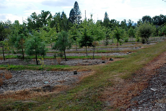 Mt Tabor Park nursery