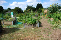 Summers Park Community Garden