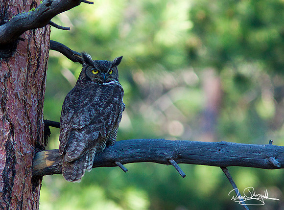 Great Horned Owl
