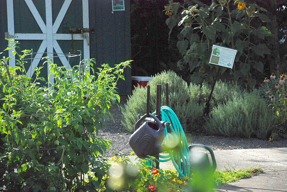 Kennedy community gardens