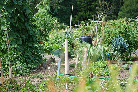 Summers Park Community Garden