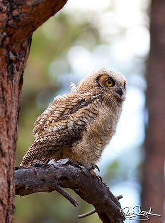 Young Owl