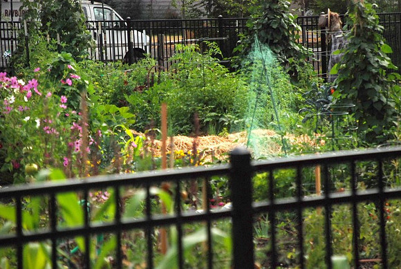 Mt Tabor Park community garden