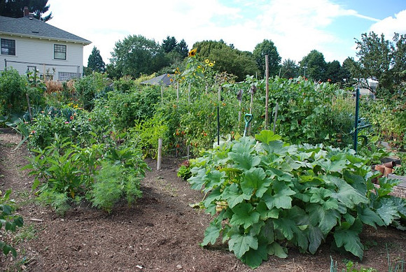 Summers Park Community Garden