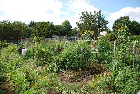 Summers Park Community Garden