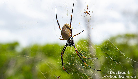 golden orb-weaving spider