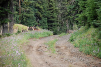 cabins off West Leg Rd-0688