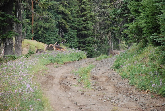 cabins off West Leg Rd-0688