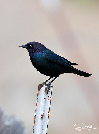Brewer's Black Bird