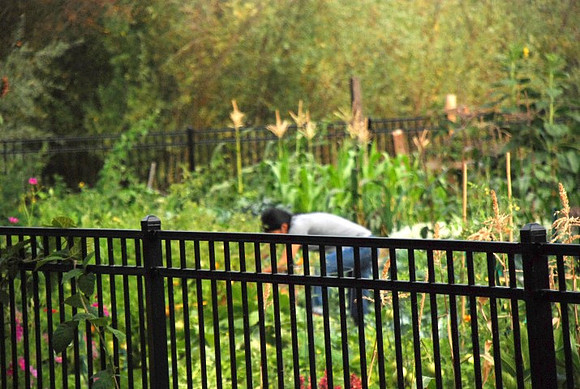 Mt Tabor Park community garden