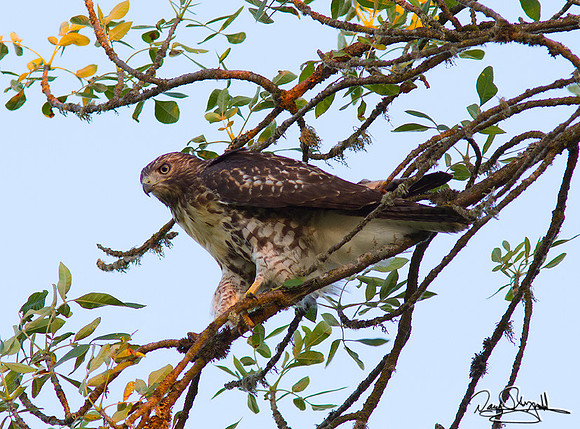 Hawk in Tree