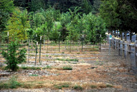 Mt Tabor Park nursery