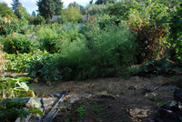 Kennedy community gardens