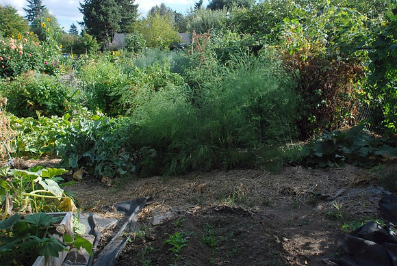Kennedy community gardens