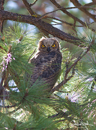 Young Great Horned Owl
