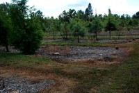 Mt Tabor Park nursery