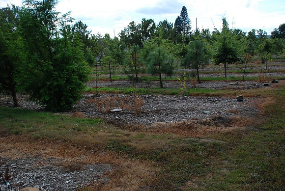 Mt Tabor Park nursery