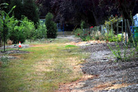 Mt Tabor Park nursery
