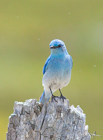 Mt Blue Bird