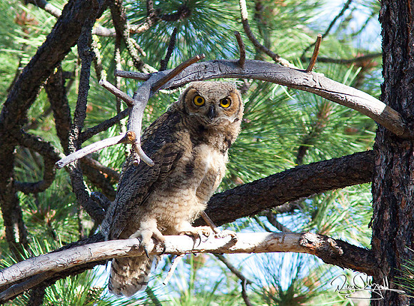 Young Great Horned Owl