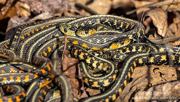 Garter Snakes