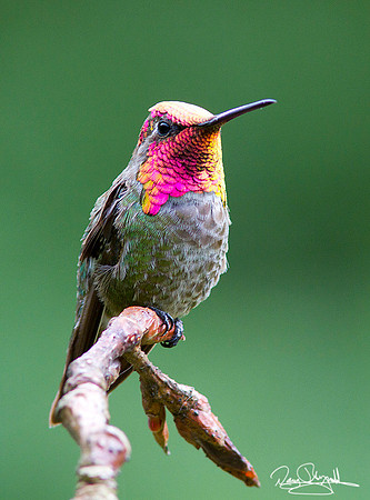 Anna"s Hummingbird