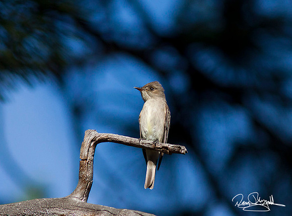 Fly Catcher