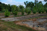 Mt Tabor Park nursery