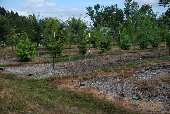 Mt Tabor Park nursery