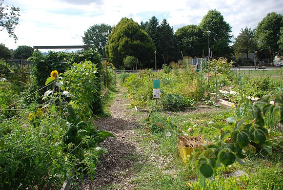Summers Park Community Garden