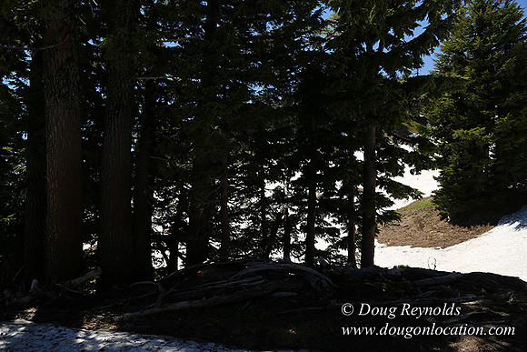 Medow's Snow-5679
