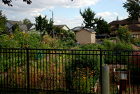 Mt Tabor Park community garden
