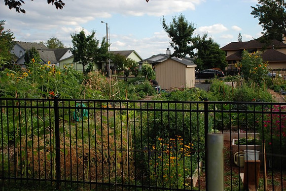Mt Tabor Park community garden