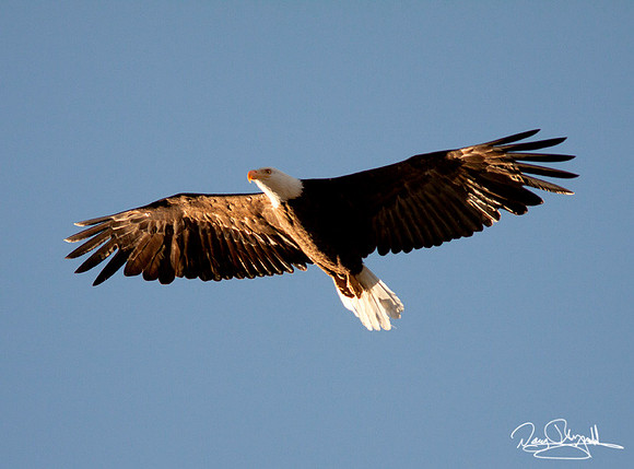 Bold Eagle