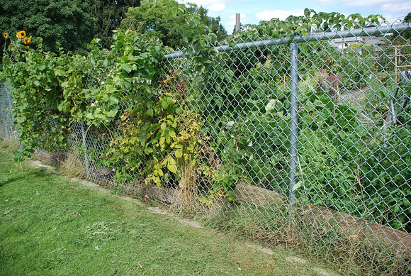Summers Park Community Garden