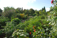 Kennedy community gardens