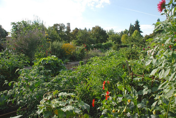 Kennedy community gardens
