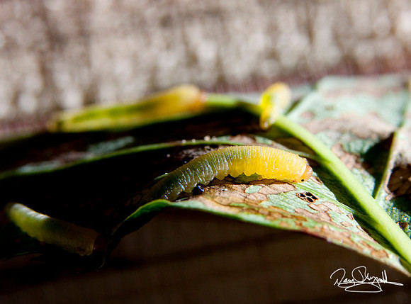 Sawfly, larva