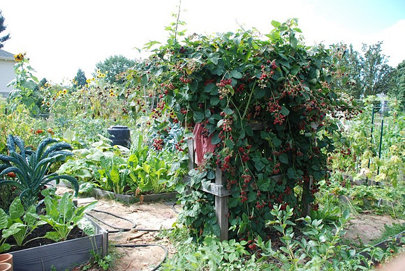 Summers Park Community Garden