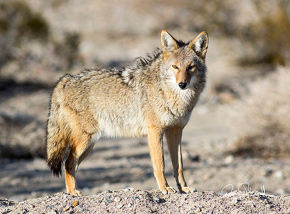 Coyote