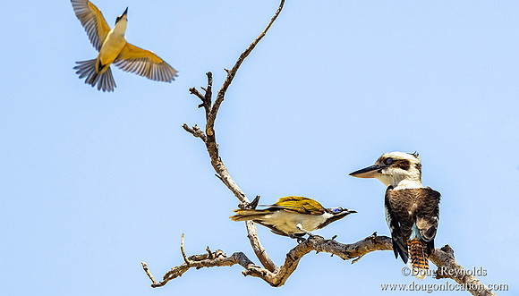 Kookaburra & Blue-Faced Honeyeater-