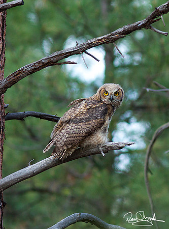 Young Owl