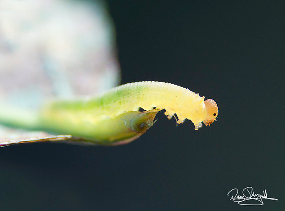Sawfly, larva