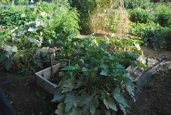 Kennedy community gardens